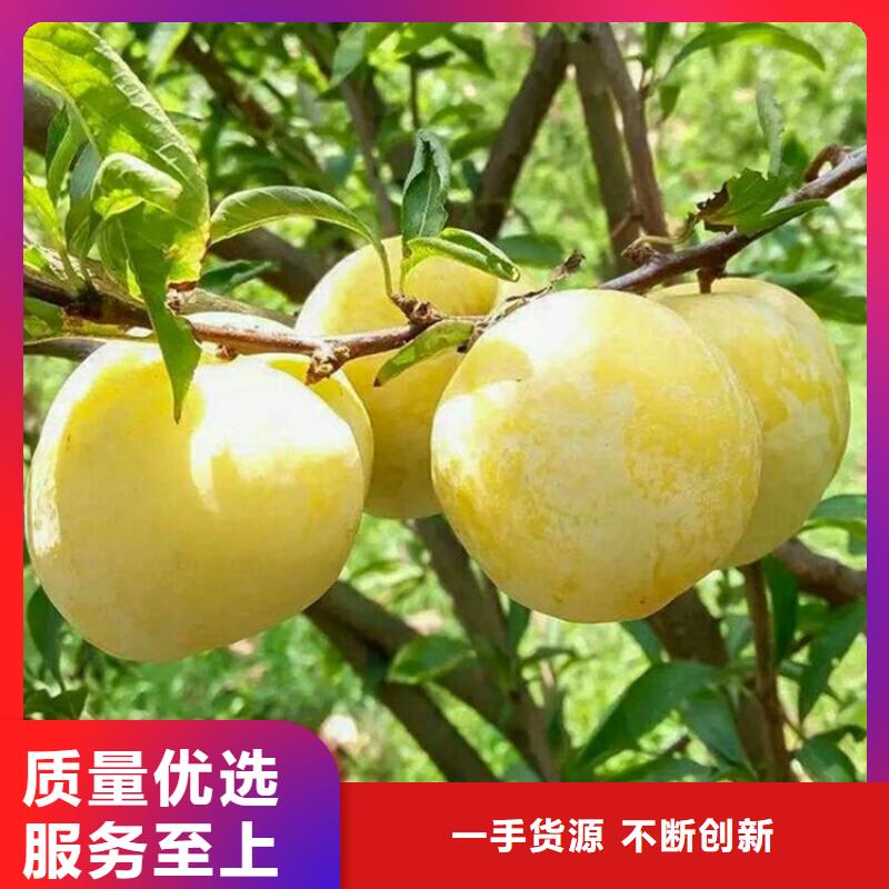李子蓝莓苗品种全