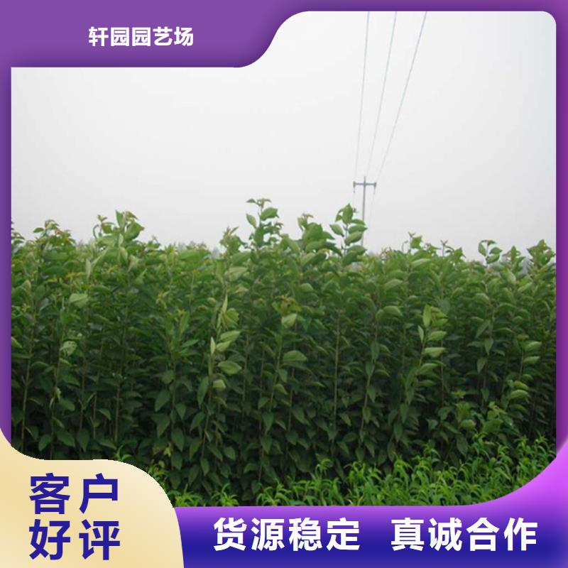 李子西瓜苗用心做好细节