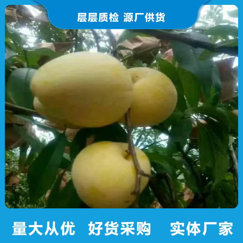 李子西瓜苗用心做好细节