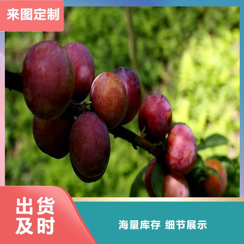 李子蓝莓苗品种全