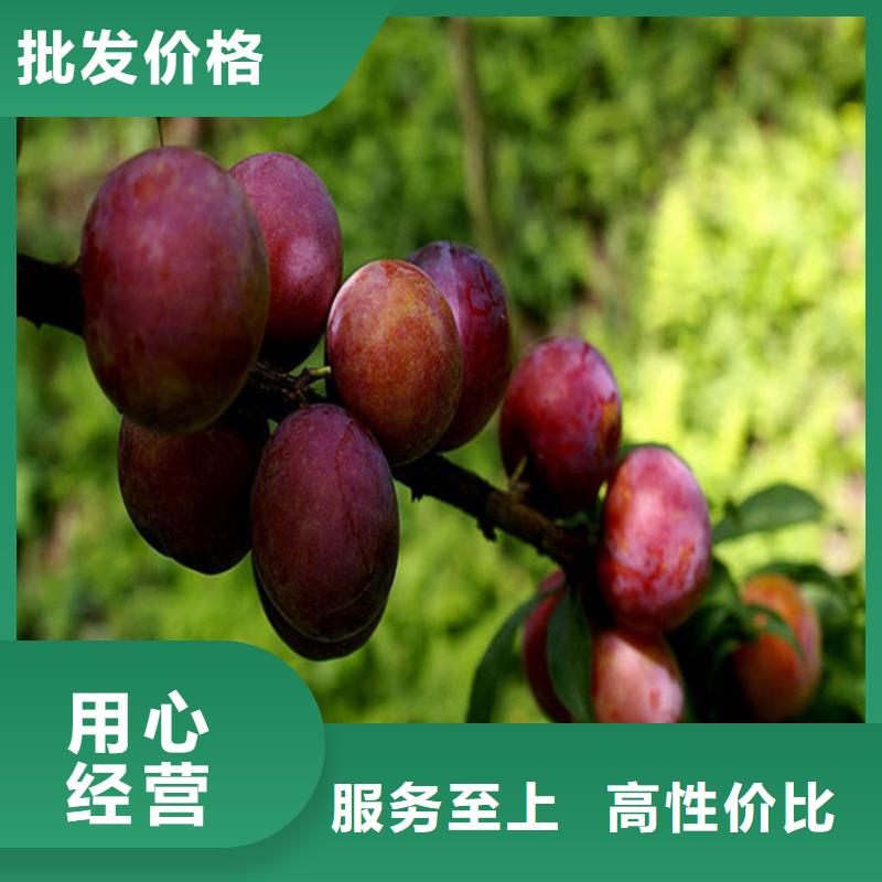李子西瓜苗用心做好细节
