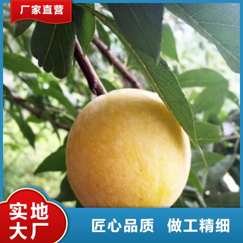 李子西瓜苗用心做好细节