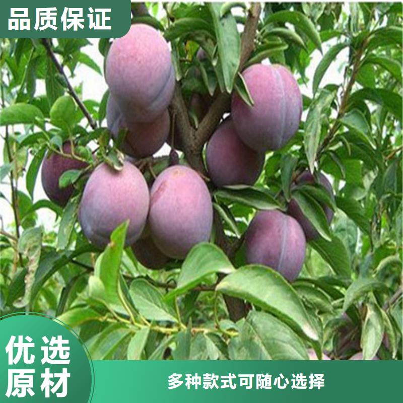 李子西瓜苗用心做好细节