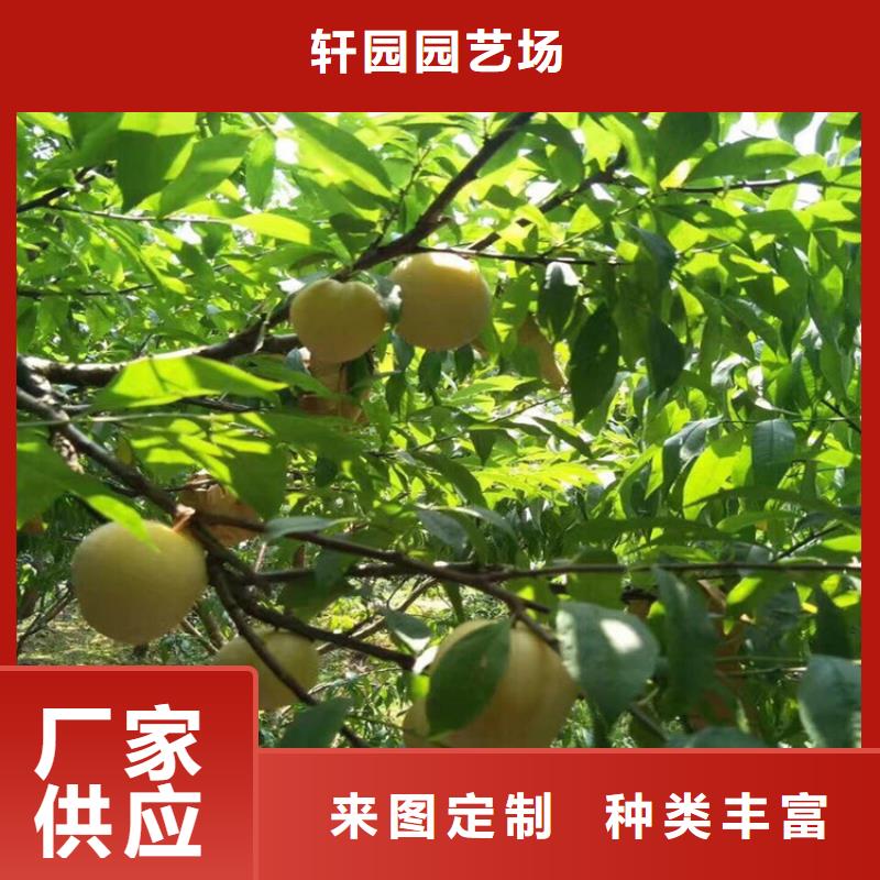 李子西瓜苗用心做好细节