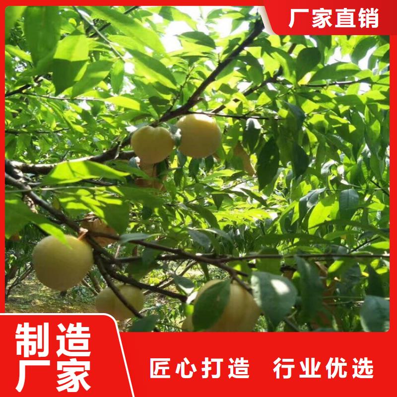 李子蓝莓苗品种全
