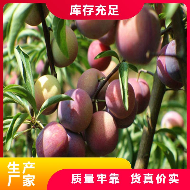李子西瓜苗用心做好细节