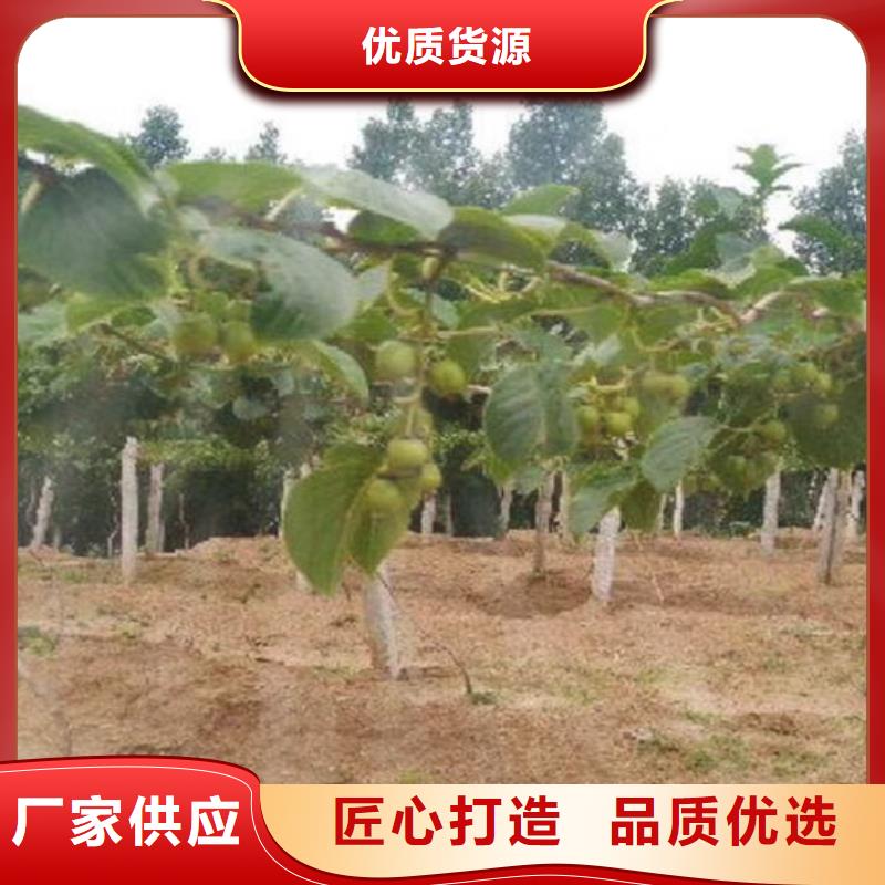 猕猴桃,蓝莓苗量大更优惠