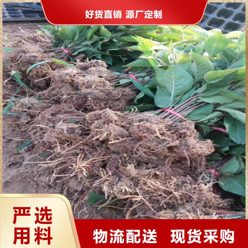 猕猴桃,蓝莓苗量大更优惠