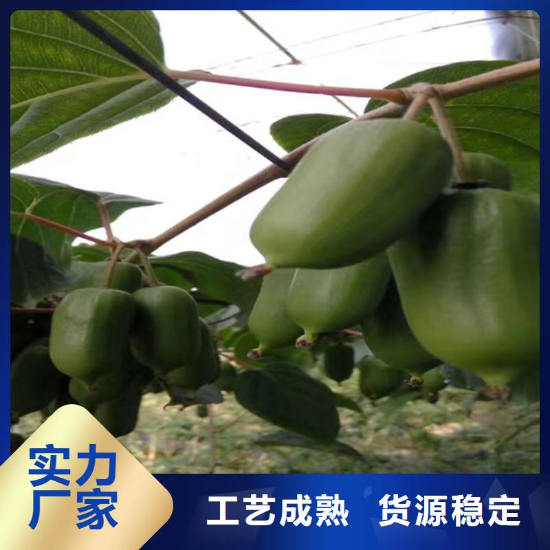 猕猴桃苹果苗安心购