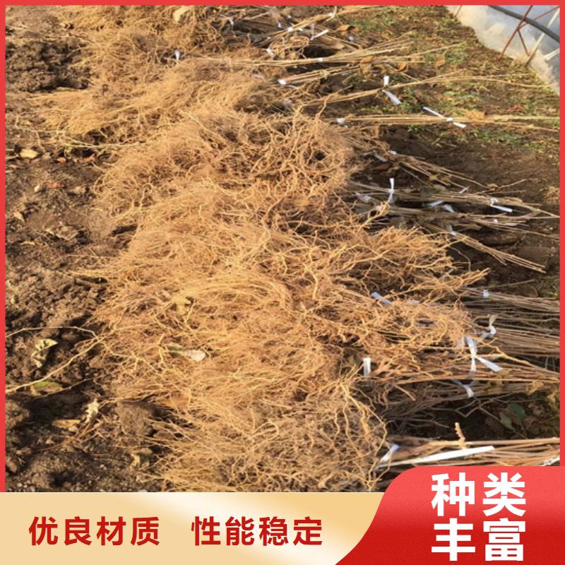 北美冬青-视频-北美冬青|海南省|海口|三亚