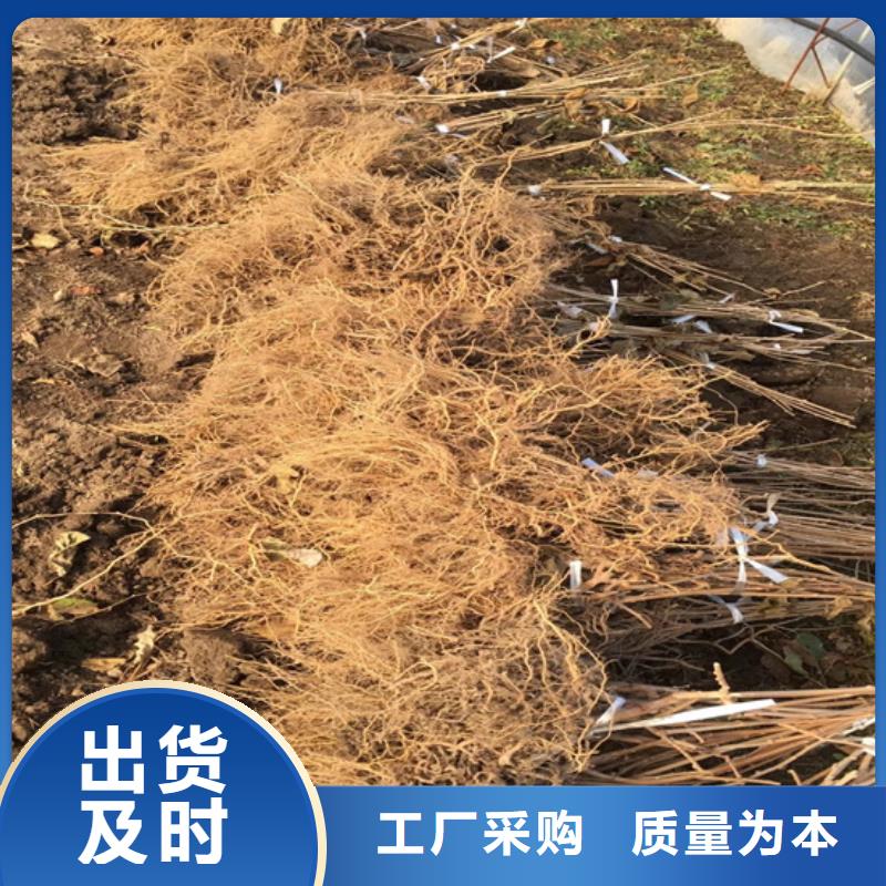 猕猴桃苹果苗安心购