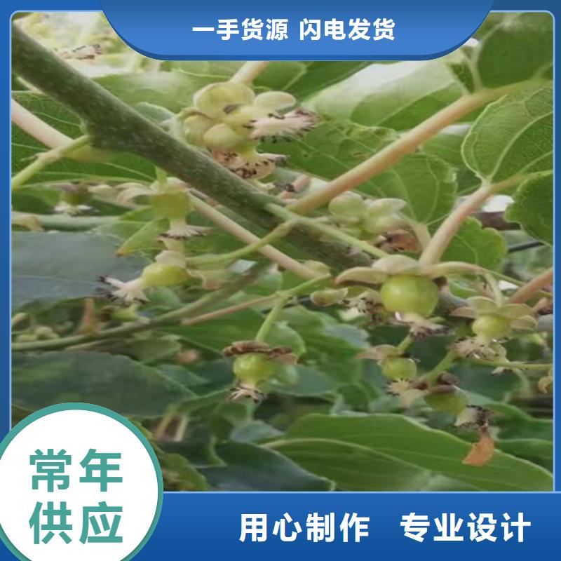 猕猴桃石榴树厂家定制