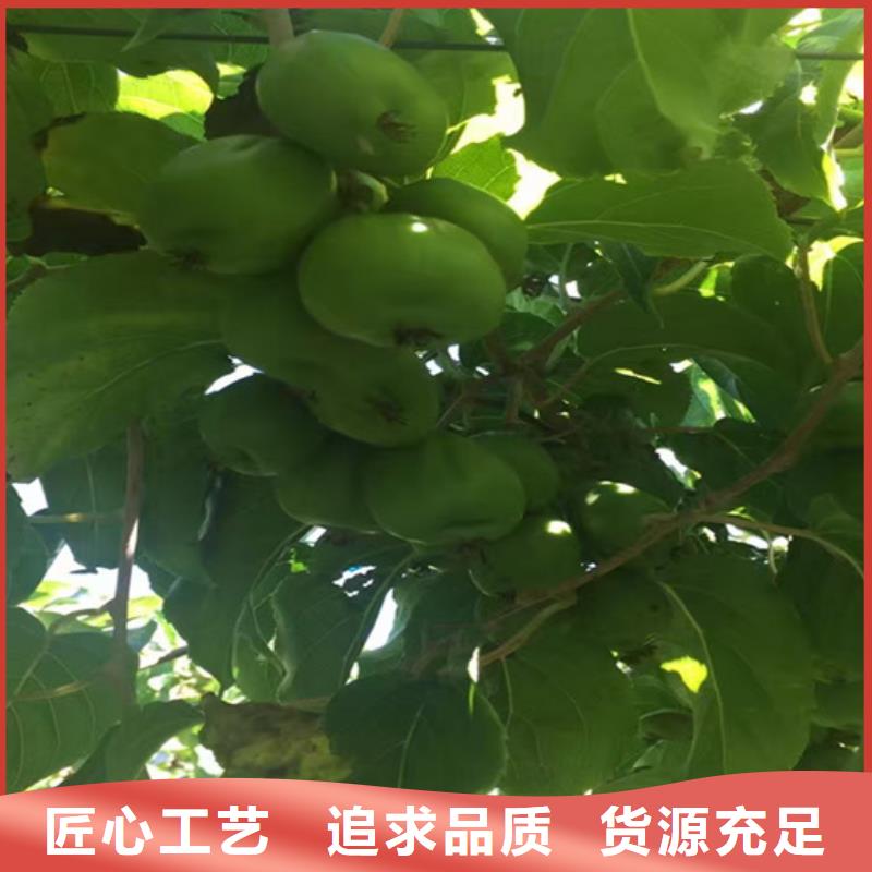 猕猴桃石榴树厂家定制