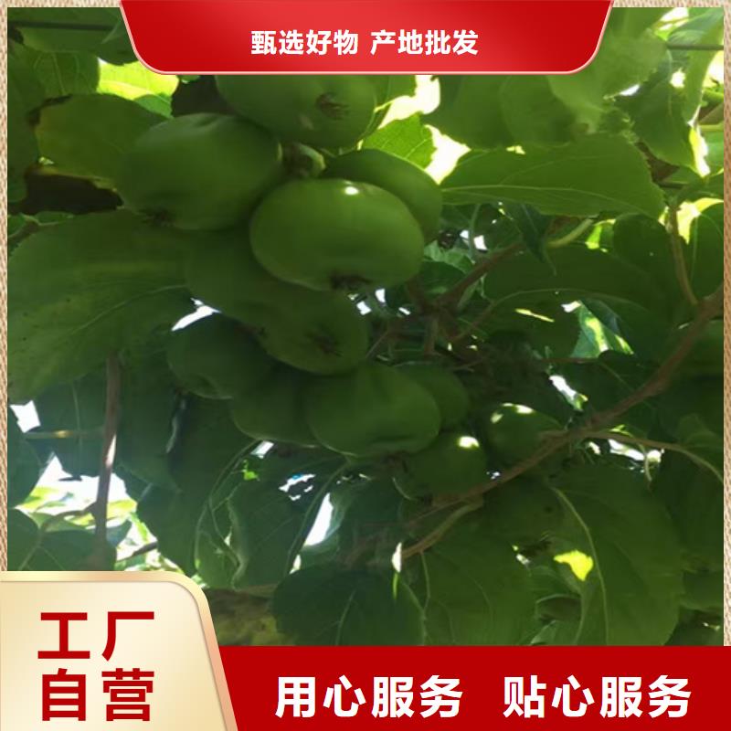 北美冬青视频-北美冬青(轩园)覆盖地域广西省来宾市忻城|象州|贵港|崇左|玉林|钦州|南宁