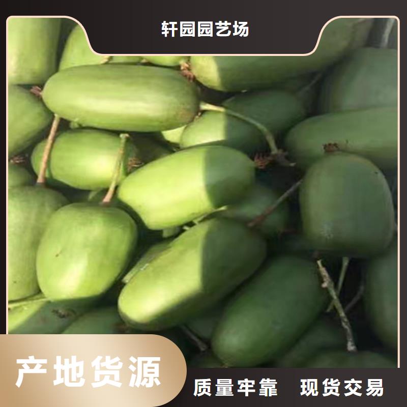 猕猴桃石榴树厂家定制
