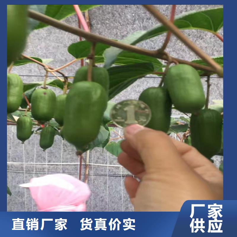 猕猴桃苹果苗资质认证