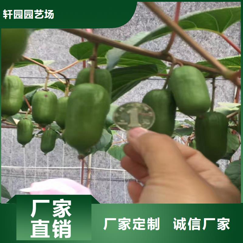 北美冬青-视频-北美冬青|海南省|海口|三亚
