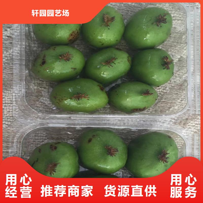 北美冬青视频-北美冬青(轩园)覆盖地域广西省来宾市忻城|象州|贵港|崇左|玉林|钦州|南宁