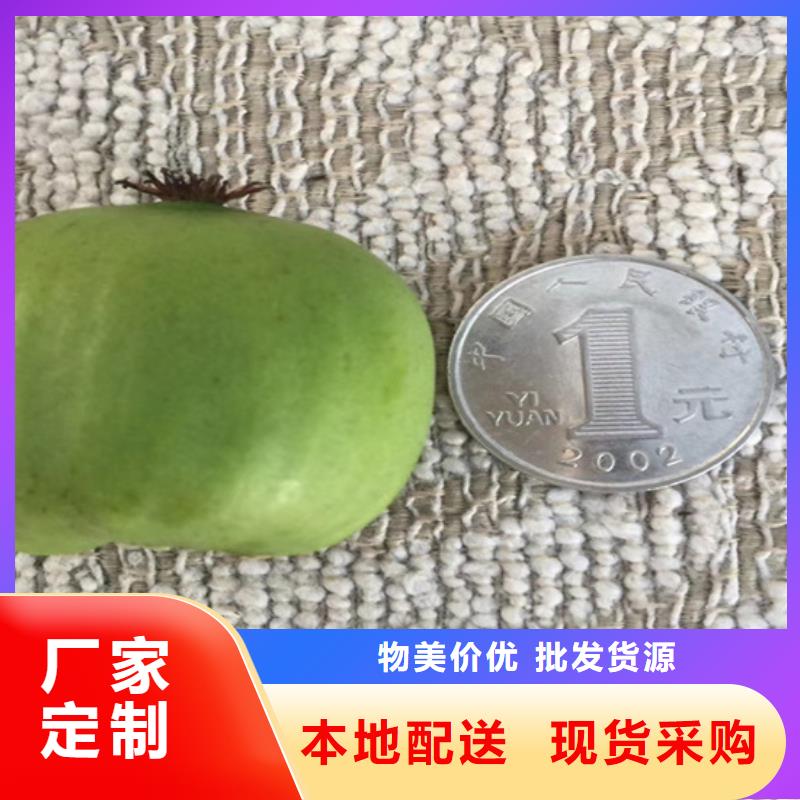 北美冬青-视频-北美冬青|海南省|海口|三亚