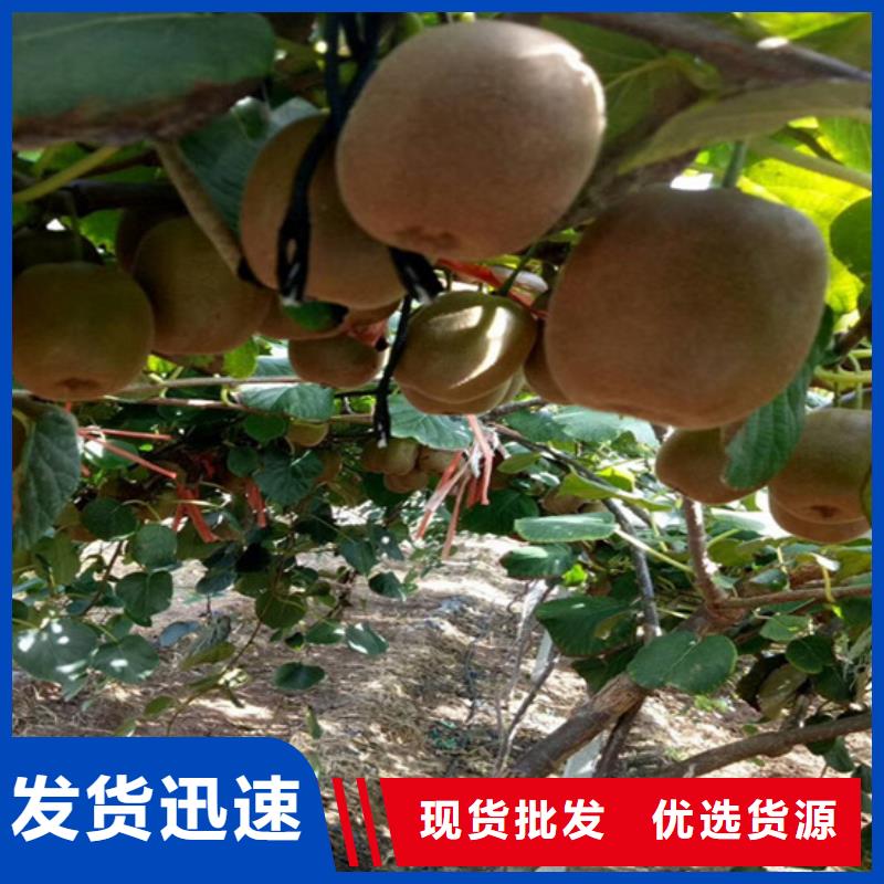猕猴桃苹果苗资质认证
