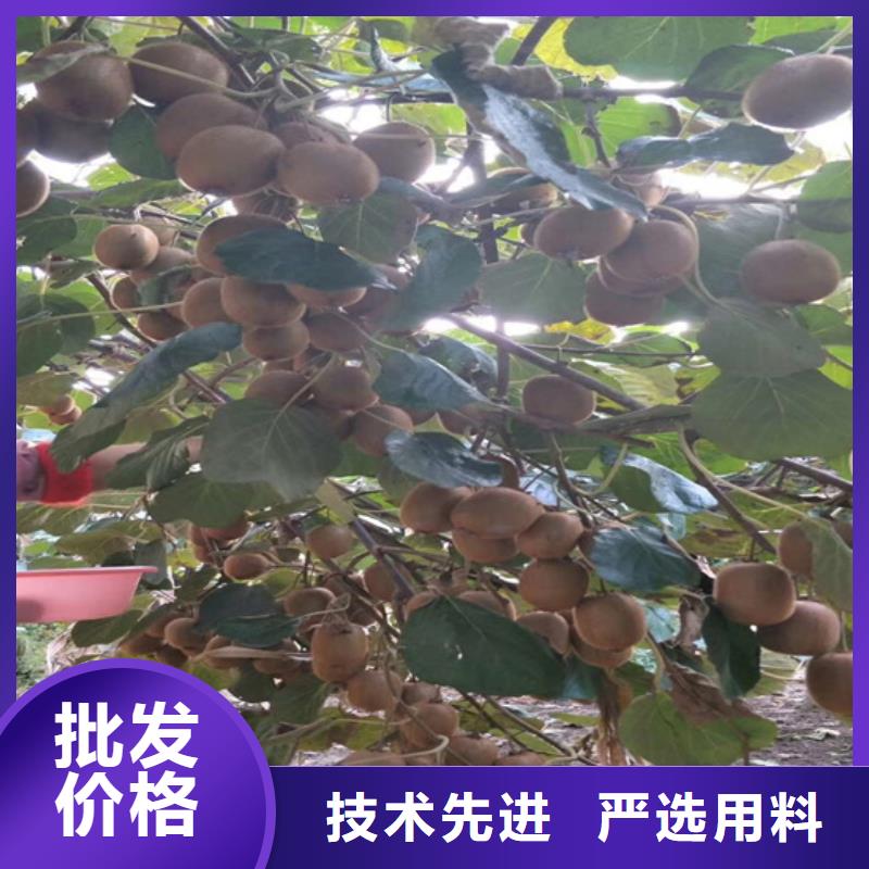 北美冬青-视频-北美冬青|海南省|海口|三亚