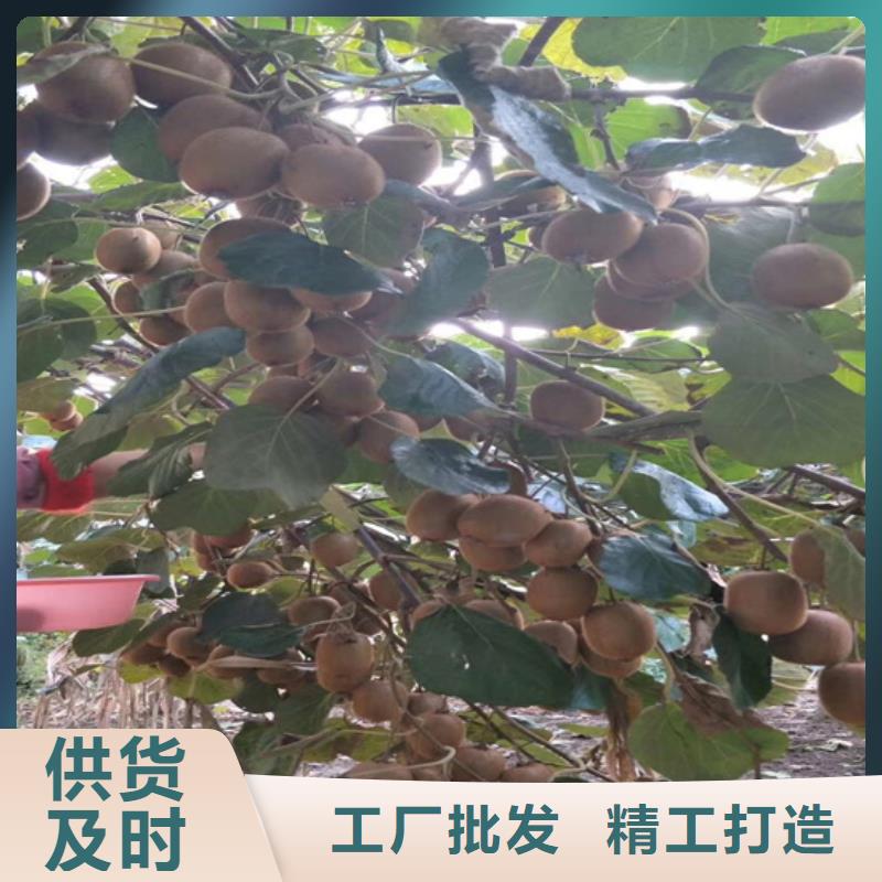 猕猴桃苹果苗资质认证