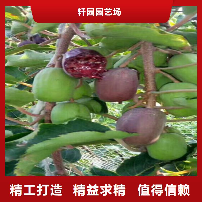 北美冬青-视频-北美冬青|海南省|海口|三亚