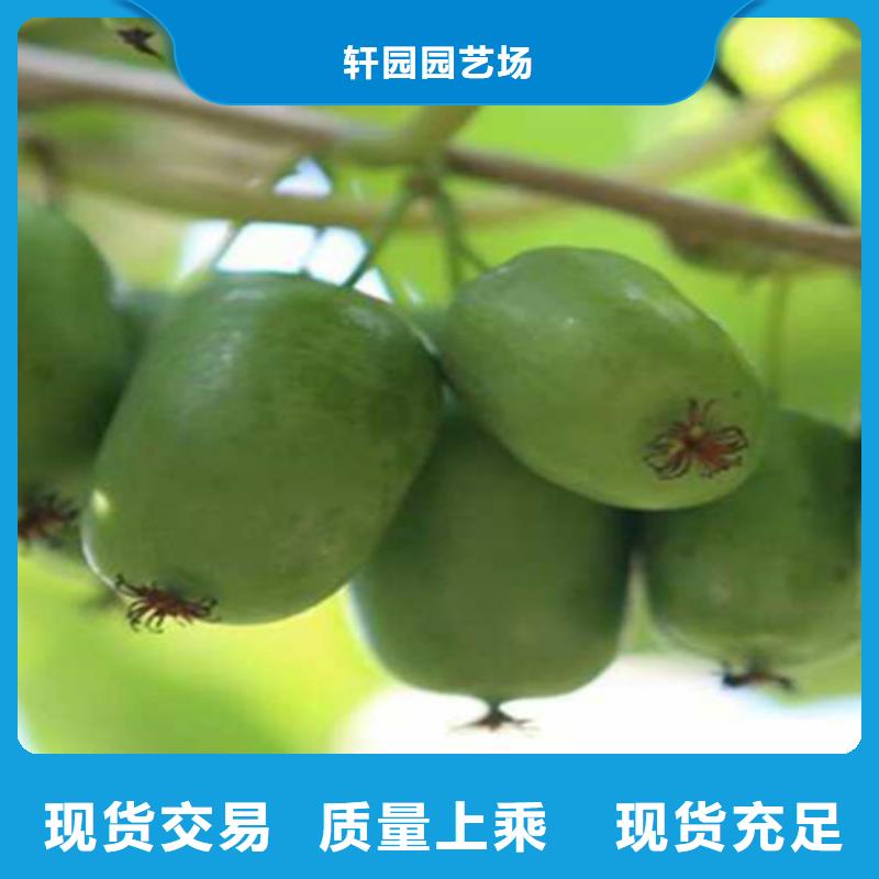 猕猴桃石榴树厂家定制