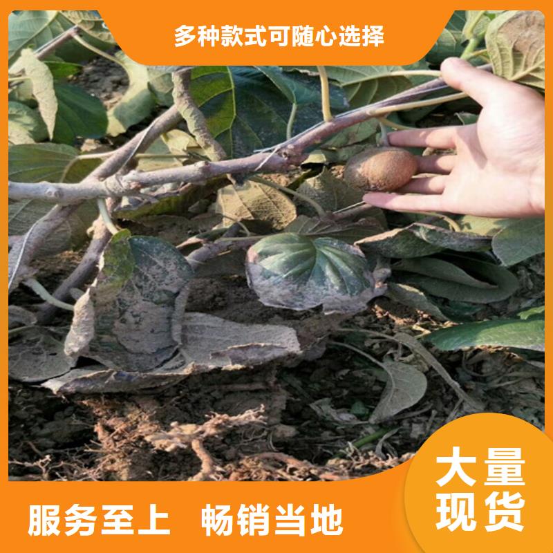 北美冬青-视频-北美冬青|海南省|海口|三亚