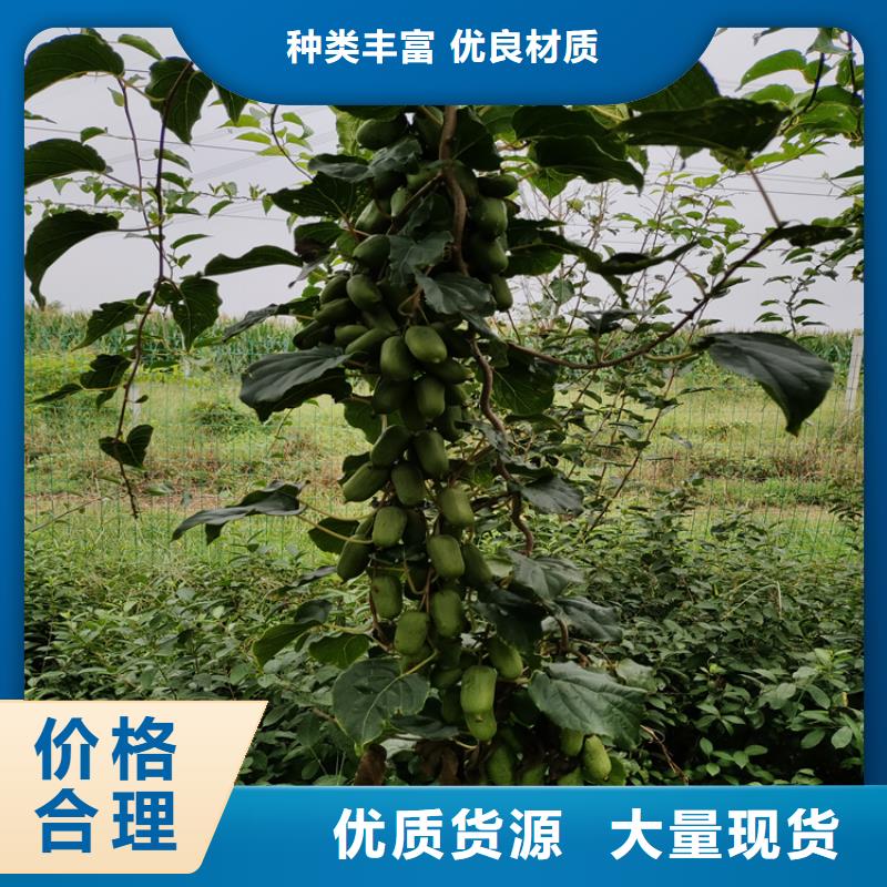 北美冬青视频-北美冬青(轩园)覆盖地域广西省来宾市忻城|象州|贵港|崇左|玉林|钦州|南宁