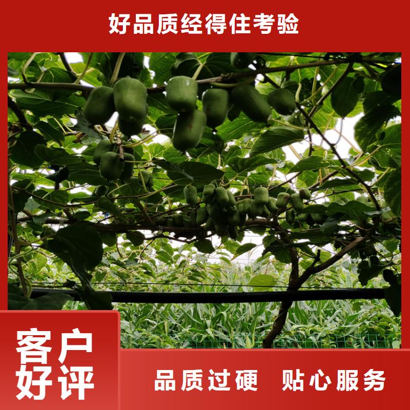 猕猴桃,蓝莓苗量大更优惠