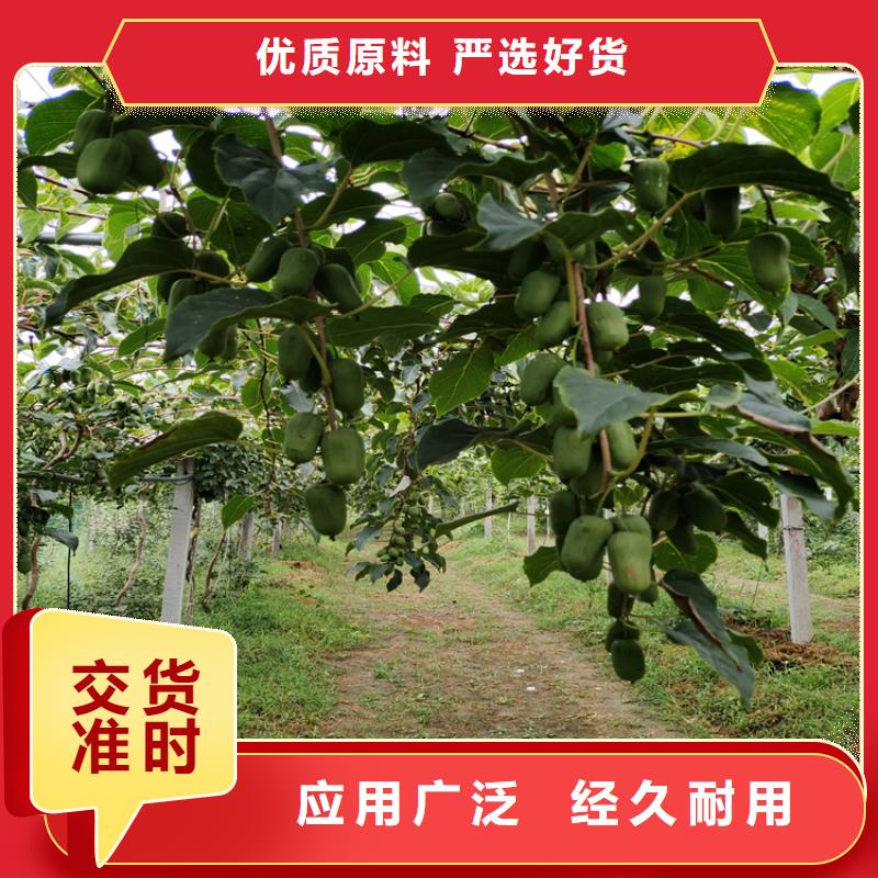北美冬青视频-北美冬青(轩园)覆盖地域广西省来宾市忻城|象州|贵港|崇左|玉林|钦州|南宁