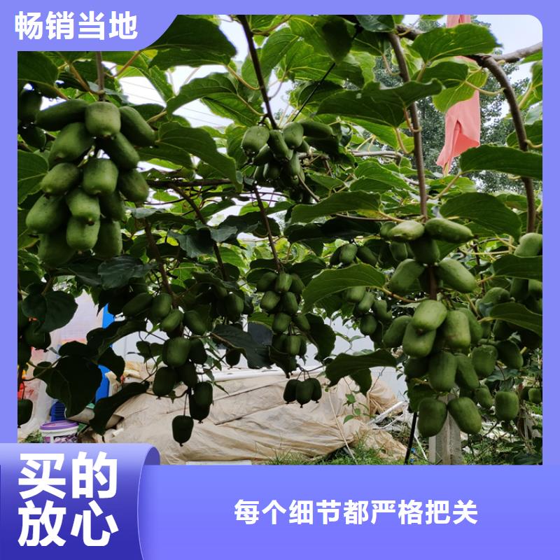 北美冬青-视频-北美冬青|海南省|海口|三亚