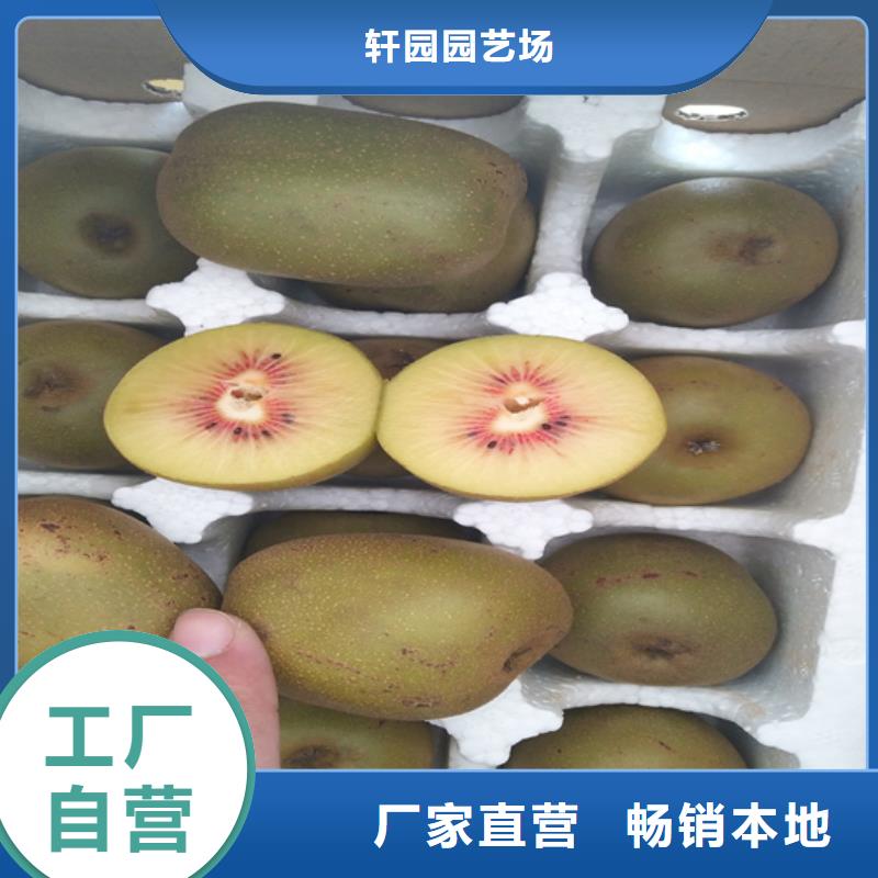 北美冬青视频-北美冬青(轩园)覆盖地域广西省来宾市忻城|象州|贵港|崇左|玉林|钦州|南宁
