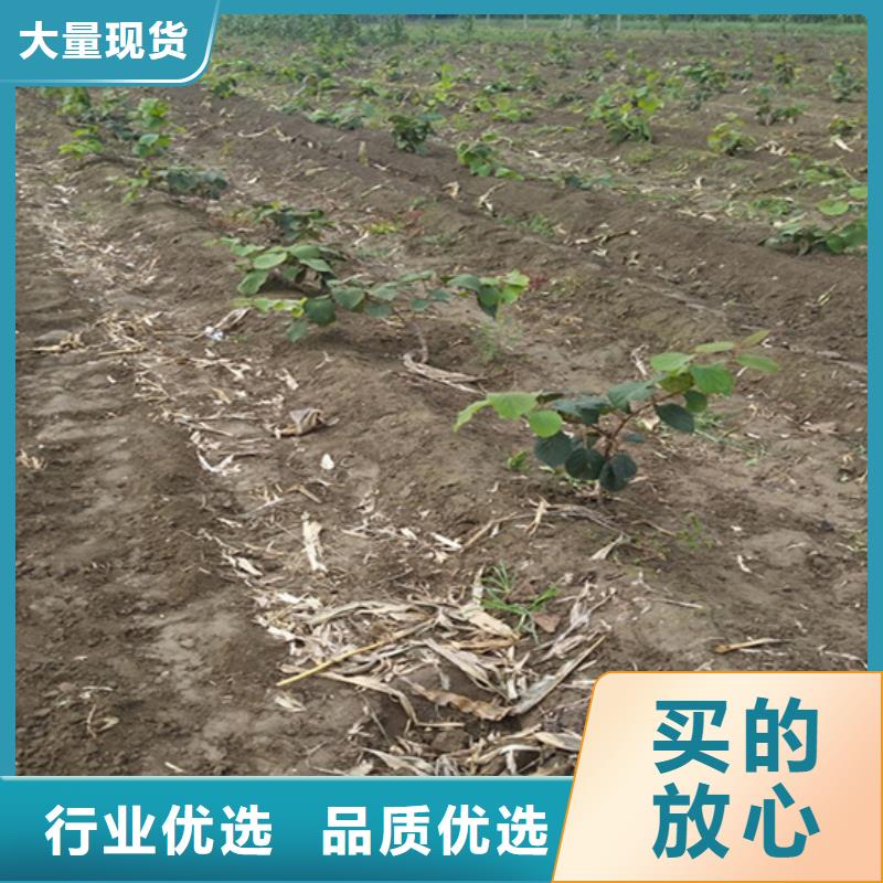 猕猴桃苹果苗资质认证