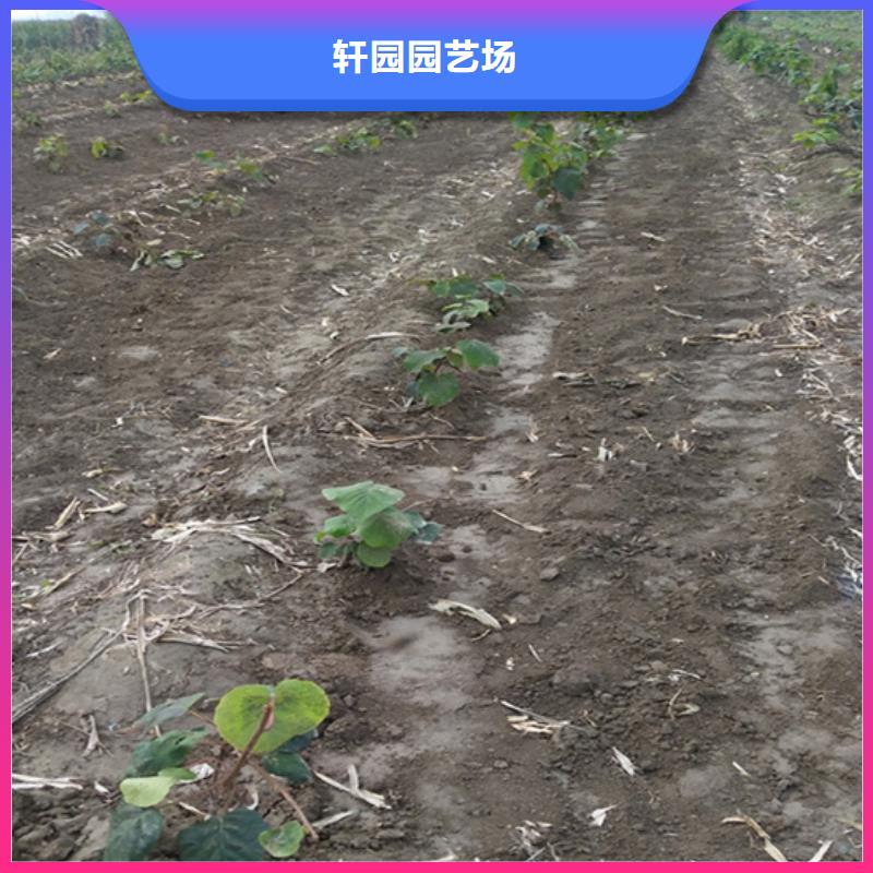 北美冬青视频-北美冬青(轩园)覆盖地域广西省来宾市忻城|象州|贵港|崇左|玉林|钦州|南宁