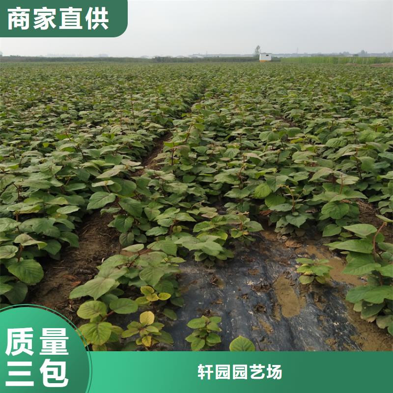 北美冬青视频-北美冬青(轩园)覆盖地域广西省来宾市忻城|象州|贵港|崇左|玉林|钦州|南宁