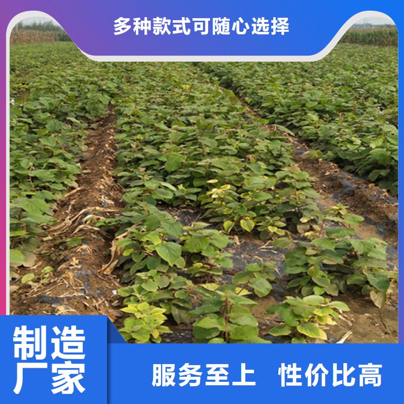 北美冬青-视频-北美冬青|海南省|海口|三亚