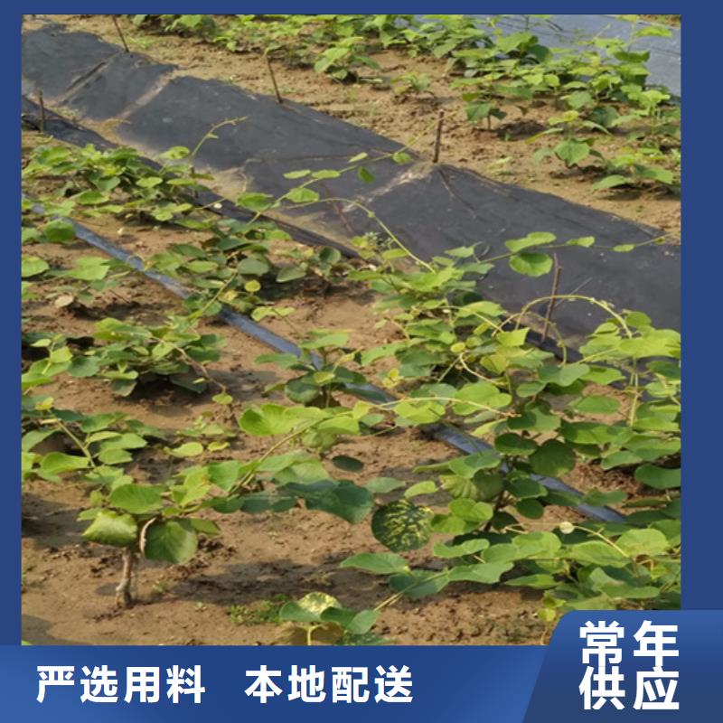 北美冬青视频-北美冬青(轩园)覆盖地域广西省来宾市忻城|象州|贵港|崇左|玉林|钦州|南宁