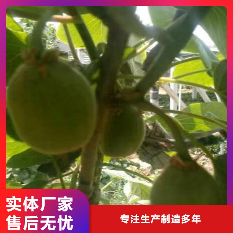 北美冬青视频-北美冬青(轩园)覆盖地域广西省来宾市忻城|象州|贵港|崇左|玉林|钦州|南宁