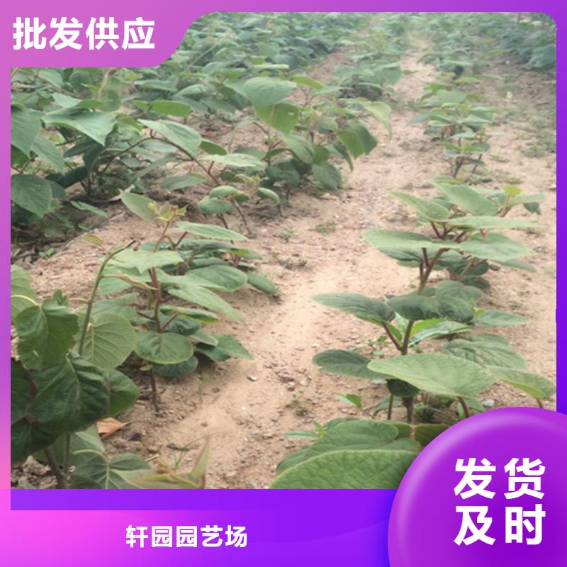 北美冬青-视频-北美冬青|海南省|海口|三亚