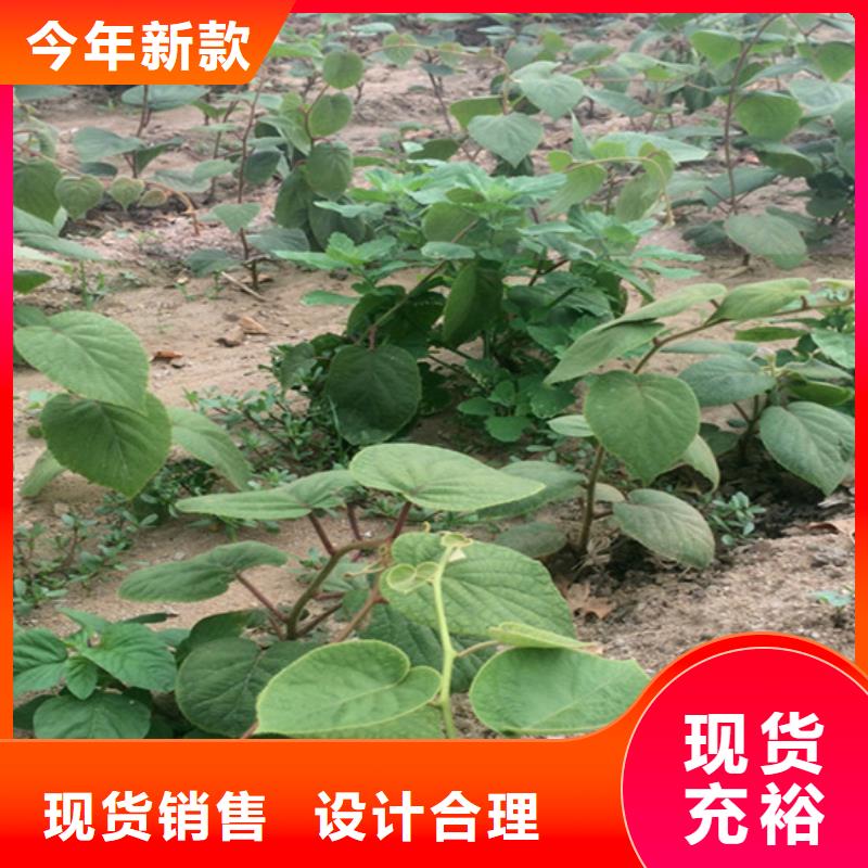 北美冬青-视频-北美冬青|海南省|海口|三亚