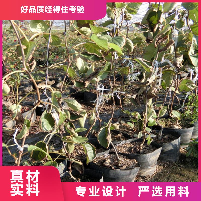 北美冬青视频-北美冬青(轩园)覆盖地域广西省来宾市忻城|象州|贵港|崇左|玉林|钦州|南宁