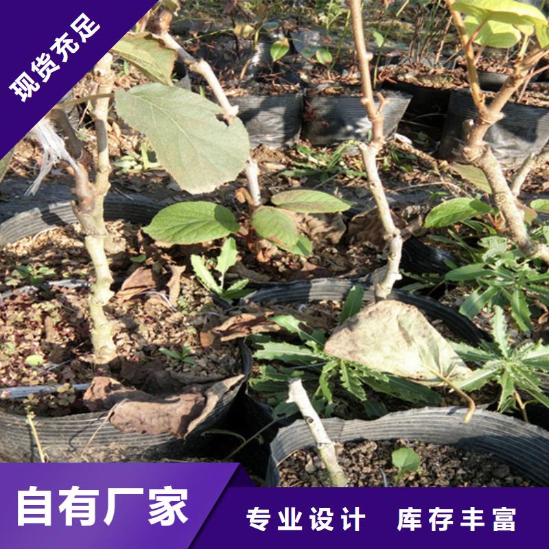【猕猴桃】西瓜番石榴苗产品实拍