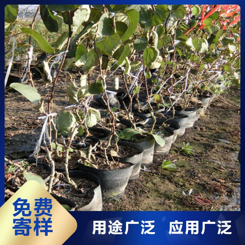 猕猴桃,蓝莓苗量大更优惠