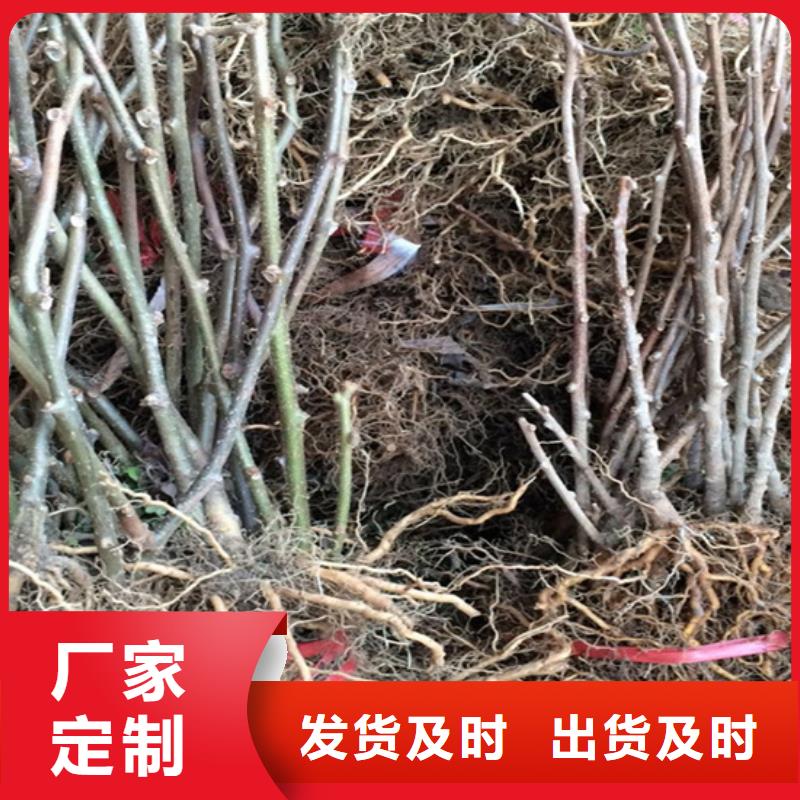 猕猴桃苹果苗安心购