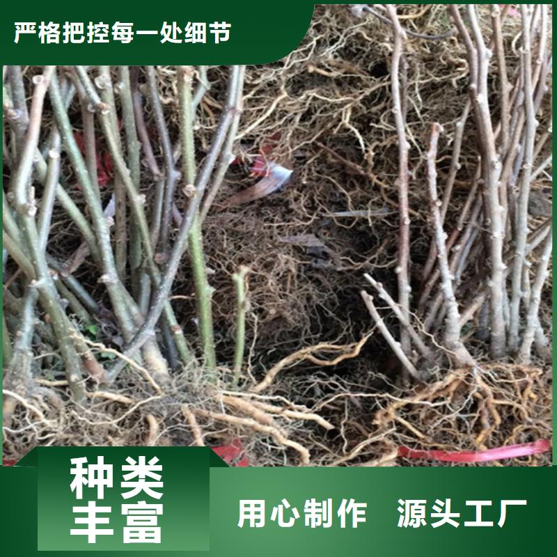 猕猴桃苹果苗安心购