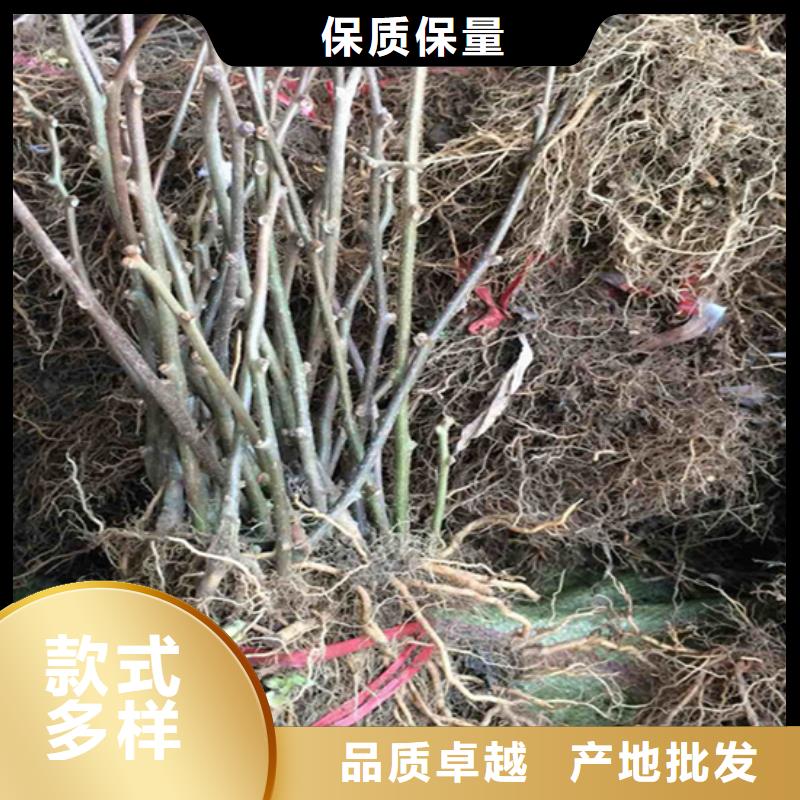 猕猴桃苹果苗安心购