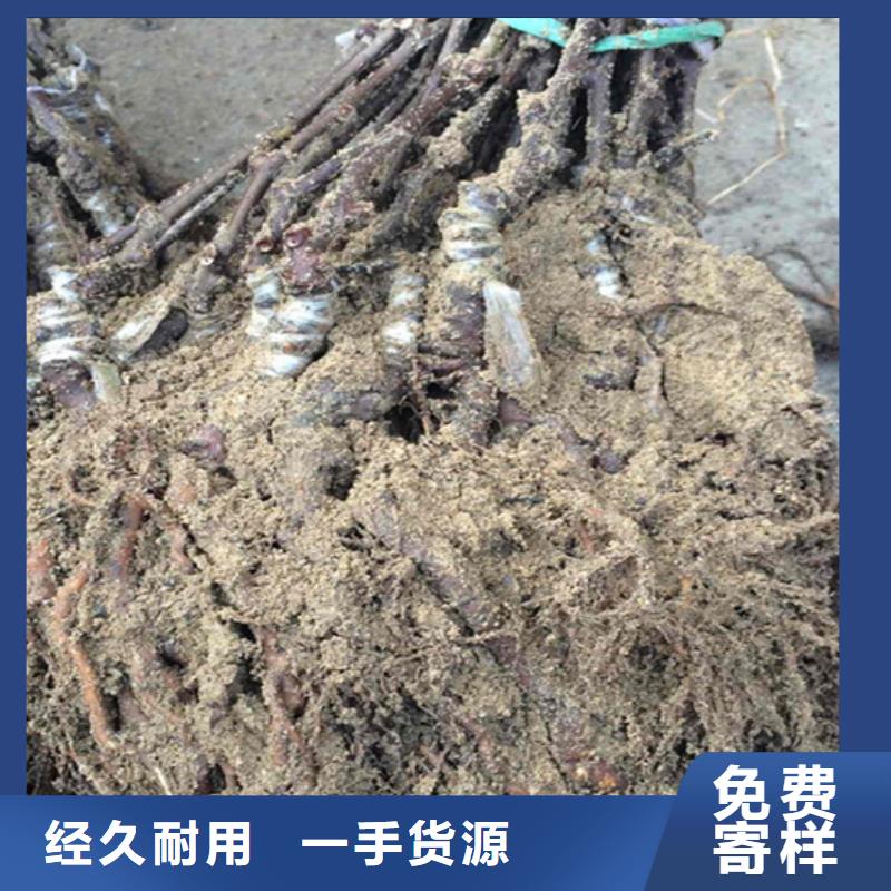 猕猴桃苹果苗安心购