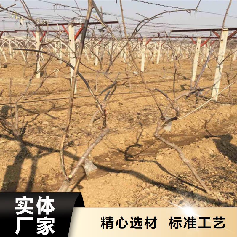 猕猴桃苹果苗安心购